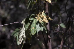 flowering tree