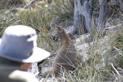 a wallaby, wow