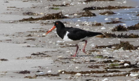 pretty birdie (oystercatcher)