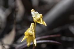 tiny rock orchid, I