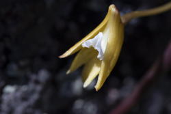 tiny rock orchid, III