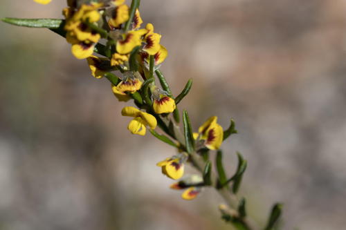 unknown wild flower, small, pretty yellow