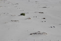 wallaby tracks, II