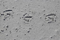 bird tracks