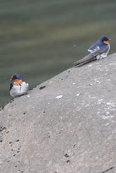 swallows