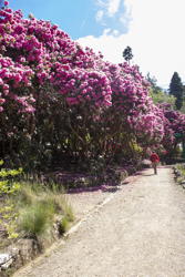 another tree Rhododendron