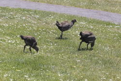 native hens