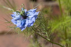 blue flower