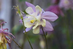 showy columbine