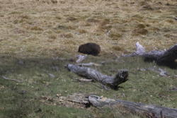 wombat in the distance