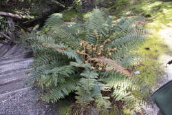 fern