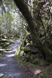 rainforest scene, I