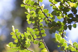 Nothofagus