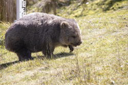 wombat, I