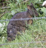 thubnail of a pademelon