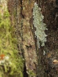 lichen on a tree