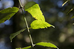 sunlight illuminating leaves from below