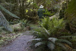 Mark on a path in the forest