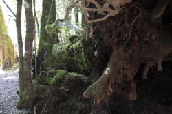 Mark examines a tree fern