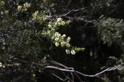 unusual flowers