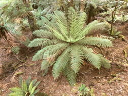 tree fern, I