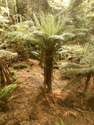 tree fern, II