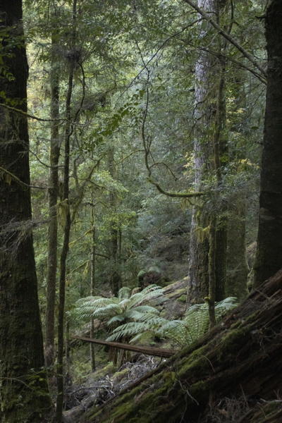 overgrown forest, framed by two big trees