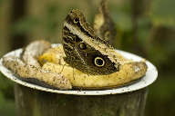 owl-eye II