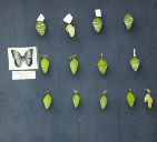 chrysalises