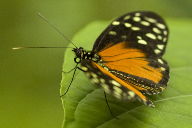 black and red butterfly