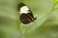 brown and white butterfly