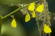 yellow butterflies