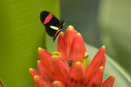 black and red butterfly