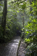 vegetation galore