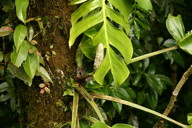 cutleaf Philodendron