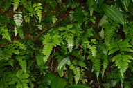 yet more ferns