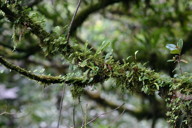 epiphytic incrustation