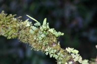 tiny epiphytes