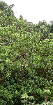 panorama 2