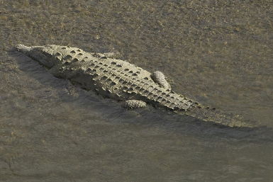 crocodile!
