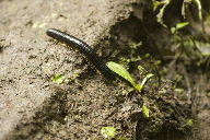 Millipede en promenade