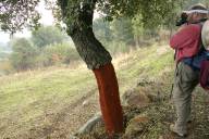 Cork oak