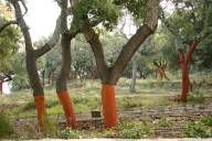 Cork oak farm