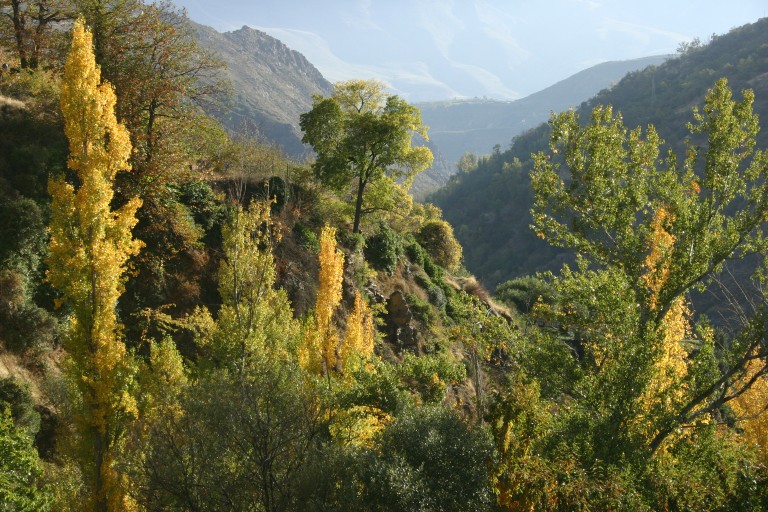 Painterly photograph of trees in late afternoon